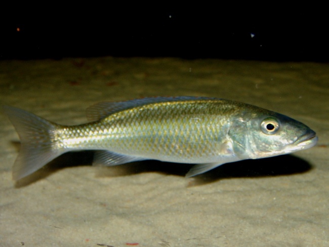 Champsochromis caeruleus